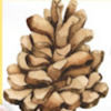 pineconepretty